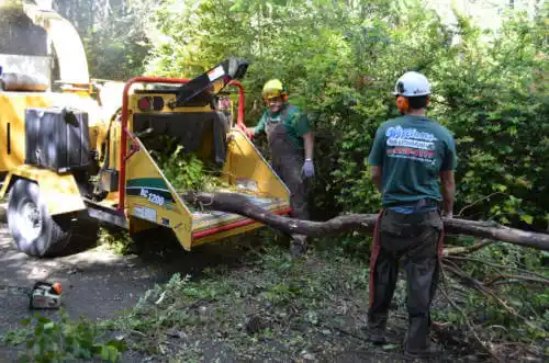 tree services Edinburgh